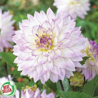 Crazy Love Dahlia Thumbnail